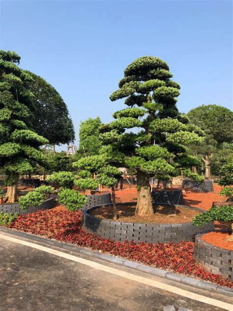 羅漢松種植風水